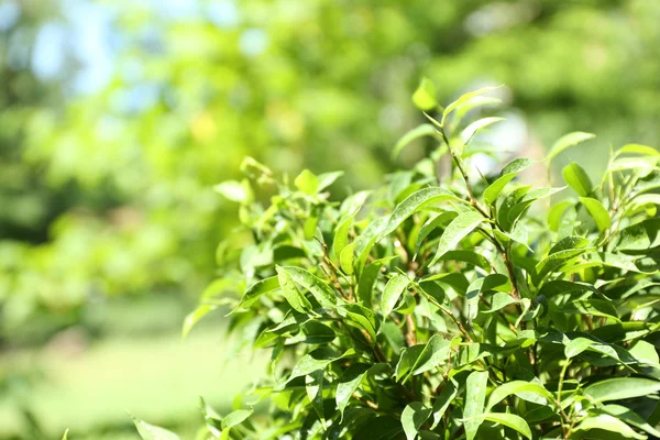 Grönt te bush med färska blad, utomhus — Stockfoto