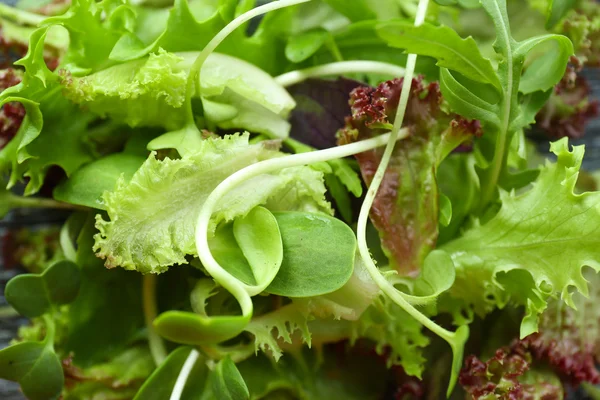 Placa de ensalada verde mixta fresca de cerca — Foto de Stock
