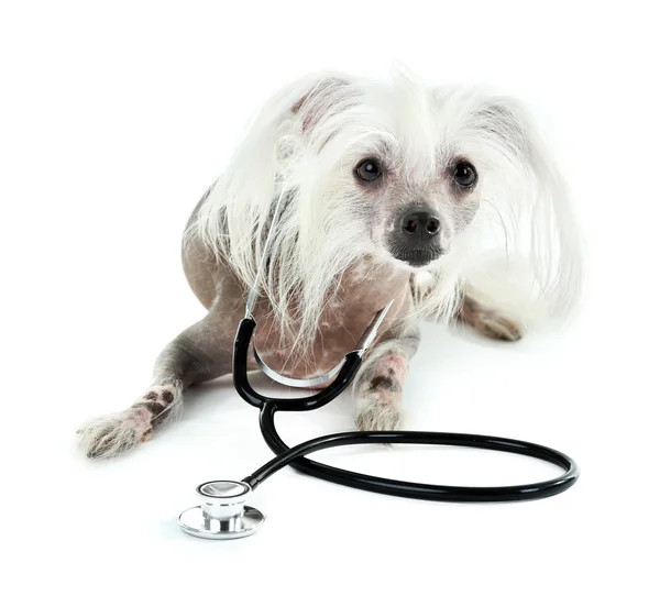 Chien crêpé chinois sans poils avec stéthoscope isolé sur blanc — Photo