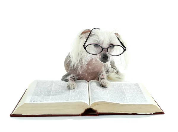 Perro de cresta chino sin pelo con gafas y libro aislado en blanco —  Fotos de Stock