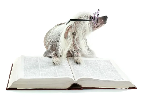 Hairless Chinese crested dog with glasses and book isolated on white — Stock Photo, Image