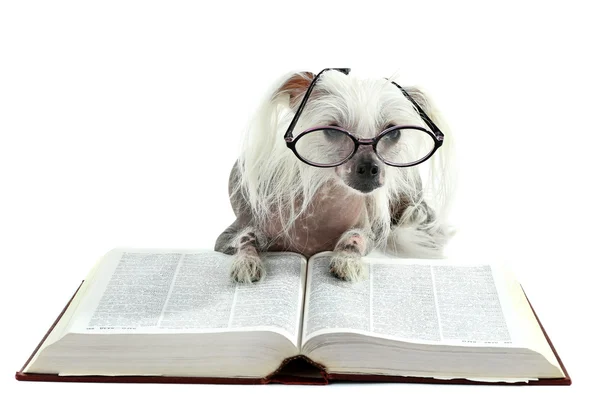 Perro de cresta chino sin pelo con gafas y libro aislado en blanco —  Fotos de Stock