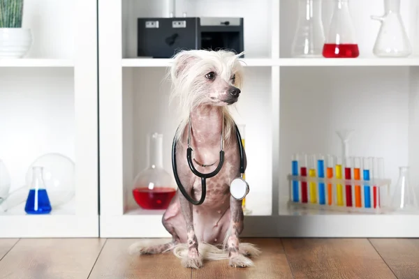 Perro de cresta chino sin pelo con estetoscopio en laboratorio —  Fotos de Stock