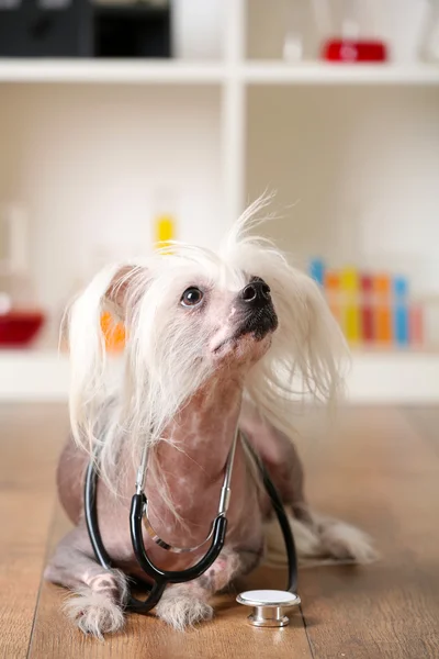 Perro de cresta chino sin pelo con estetoscopio en laboratorio —  Fotos de Stock