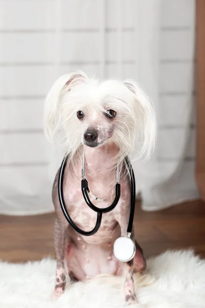 Cane crestato cinese senza peli con stetoscopio in camera — Foto Stock