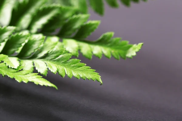 Green leaves on dark surface, closeup — Stock Photo, Image