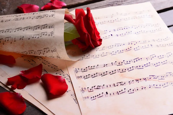 Mooie roos verpakt op muziek bladen, close-up — Stockfoto