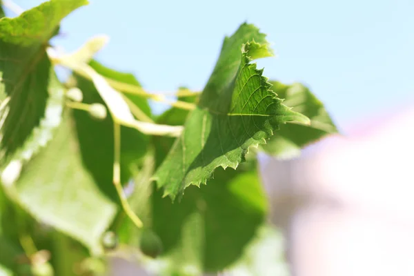 Green leaves of linden tree branch, closeup — Stock Photo, Image