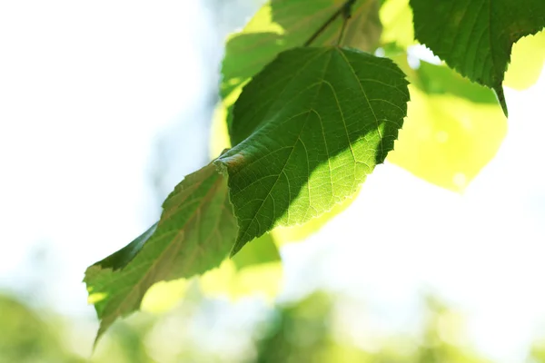 Green leaves of tree branch, closeup — Stock Photo, Image