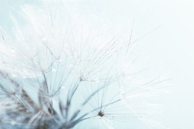 Tohumları, makro görünümü ile güzel karahindiba