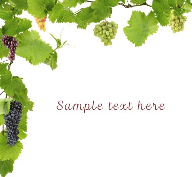 Çerçeve Yeşil üzüm şubeleri kalkıyor