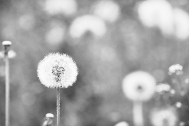 Alandaki tohumları ile güzel karahindiba