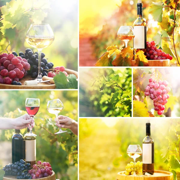 Collage vino e vigneto — Foto Stock