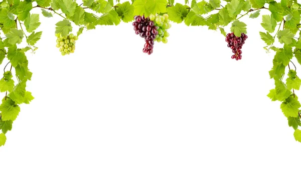 Frame of grape branches with green leaves — Stock Photo, Image