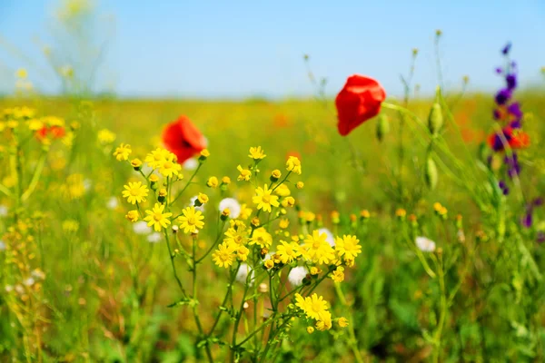 Beautiful flowers in the field — Stock Photo, Image