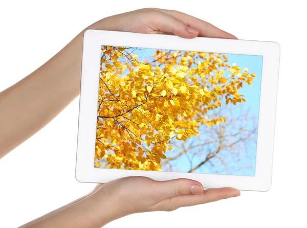 Handen met touch scherm tablet pc met foto geïsoleerd op wit — Stockfoto
