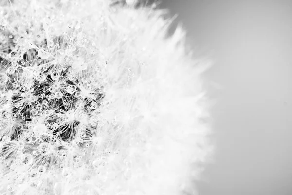 美しいタンポポの種子をクローズ アップ — ストック写真