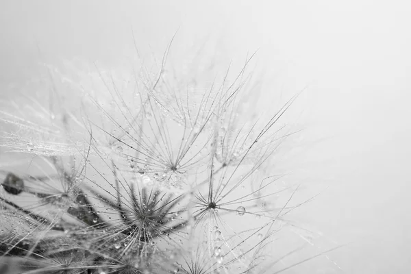 Tohumları, makro görünümü ile güzel karahindiba — Stok fotoğraf