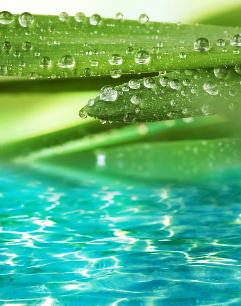 Зеленые листья с капельками на водном фоне — стоковое фото