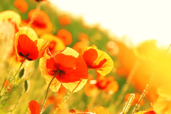 Prado con hermosas flores de amapola de color rojo brillante en primavera —  Fotos de Stock