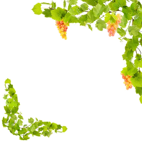 Frame van druivenmost takken met groene bladeren, geïsoleerd op wit — Stockfoto