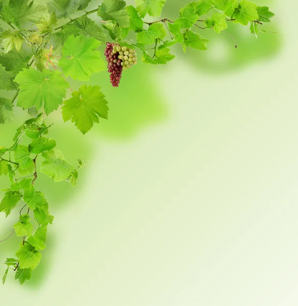 Frame of grape branches with green leaves, on light background — Stock Photo, Image