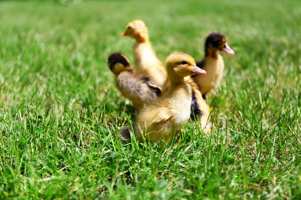 Piccoli simpatici anatroccoli su erba verde, all'aperto — Foto Stock