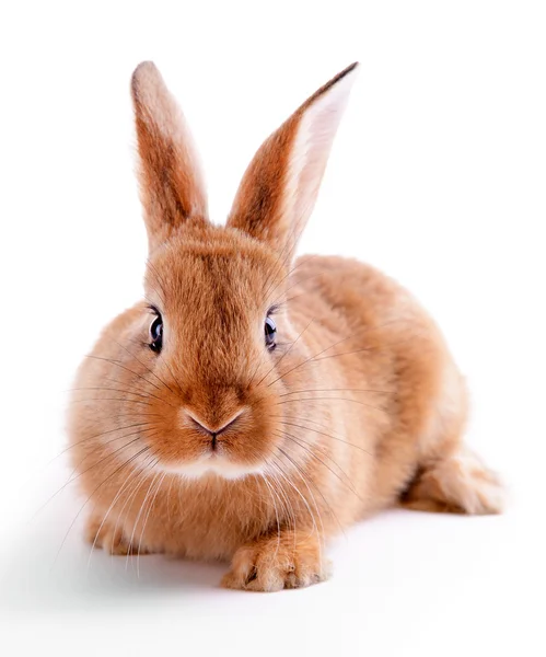 Malý králík izolovaných na bílém — Stock fotografie