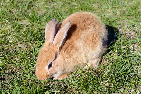 Lilla kanin i gräs närbild — Stockfoto