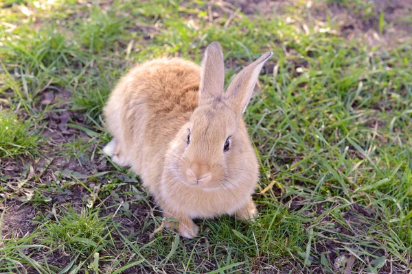 Pequeño conejo en primer plano de hierba —  Fotos de Stock