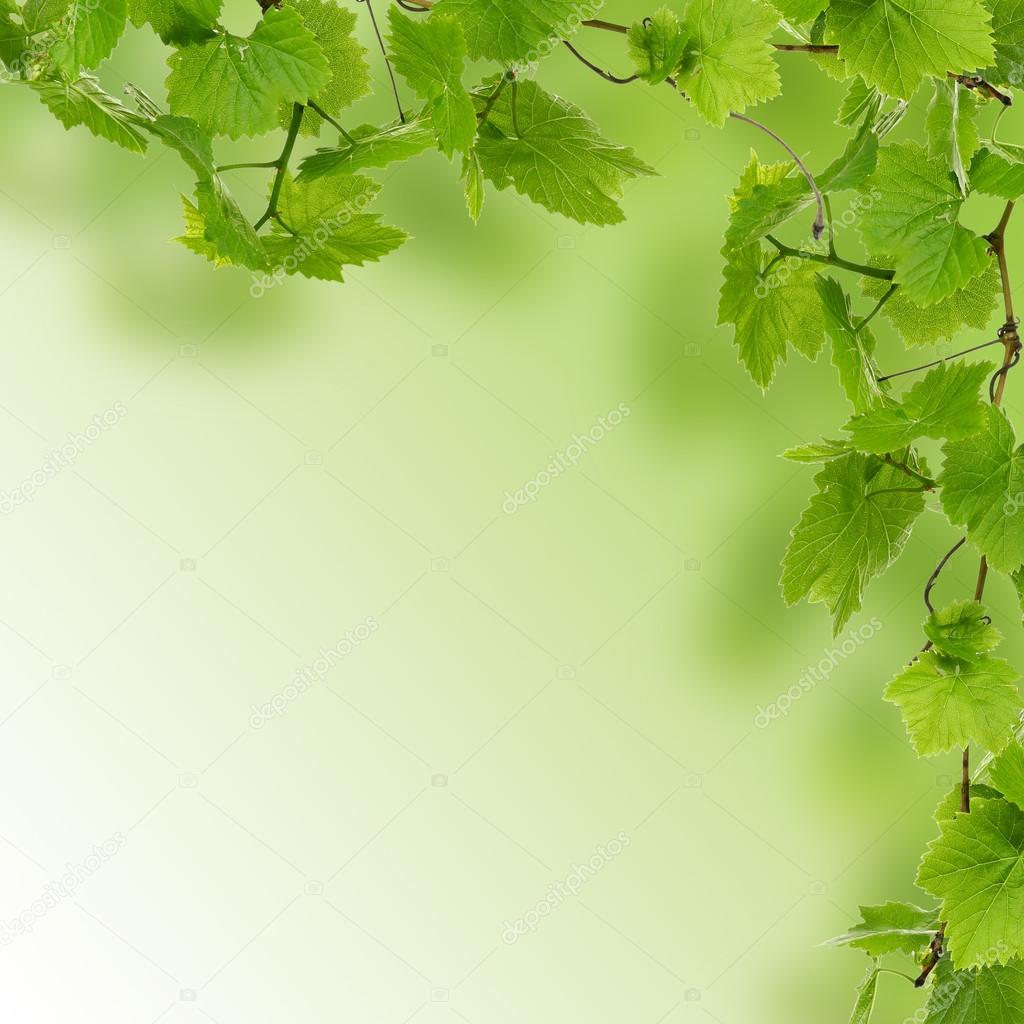 Frame of grape branches with green leaves, on light background