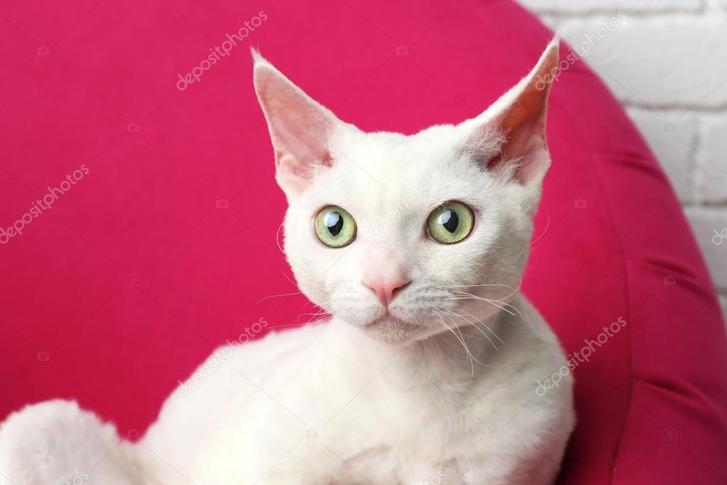 Beautiful white cat on soft pink armchair in room