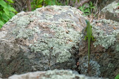 Kaya, açık havada yeşil kertenkele