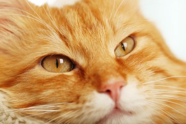 Kırmızı kedi kapalı dinlenme