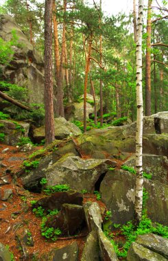 Kayalar ve parkta ağaçların gövdeleri