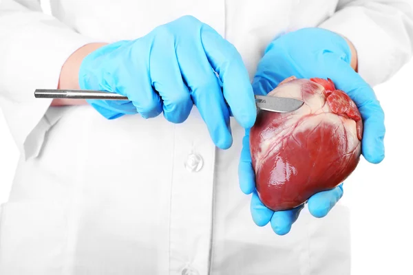 Doctor holding heart organ and scalpel close up — Stock Photo, Image