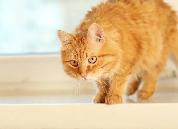 Röd katt på fönsterkarmen bakgrund — Stockfoto