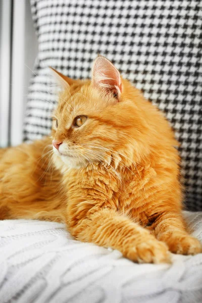 Gato rojo descansando en interiores — Foto de Stock