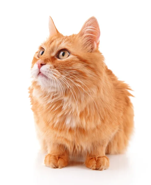 Portrait of red cat isolated on white — Stock Photo, Image