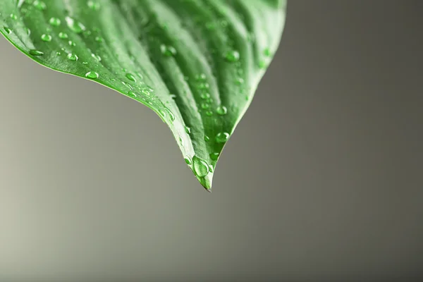 Damlacıkları ile yaprak yeşil — Stok fotoğraf