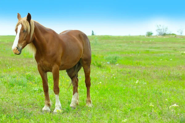 Belo cavalo marrom pastando no prado — Fotografia de Stock