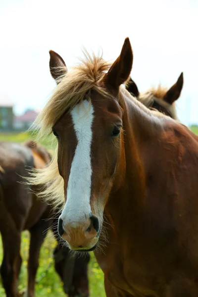 Portrait of beautiful brown horse, outdoors — Stock Photo, Image