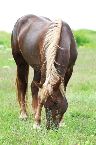 美しい茶色の馬の牧草地に放牧 — ストック写真