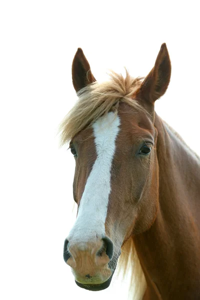 Portrét krásné hnědé koně, venku — Stock fotografie