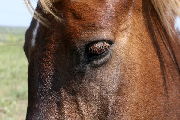 Mooi bruin paard oog, close-up — Stockfoto