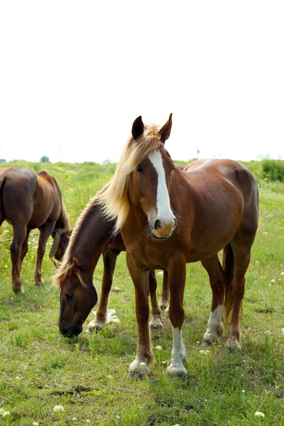 Beaux chevaux broutant sur la prairie — Photo