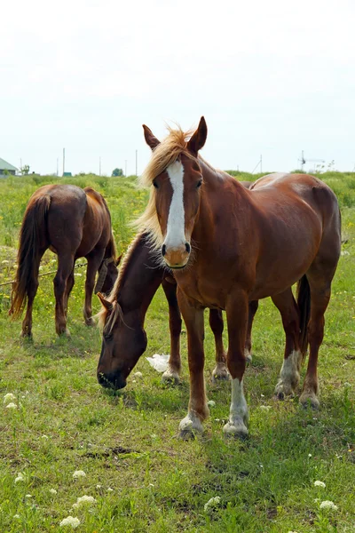 Beaux chevaux broutant sur la prairie — Photo