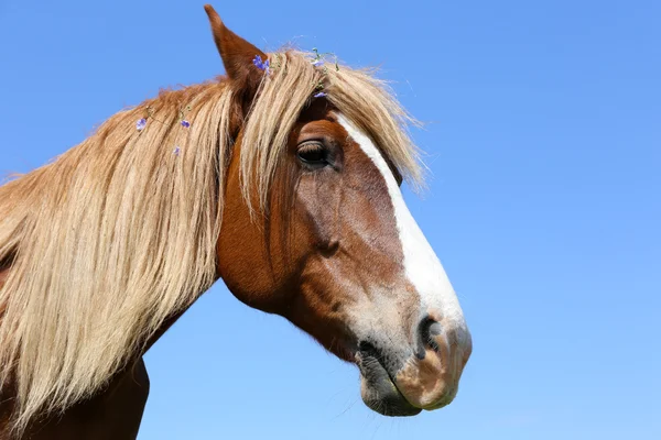 Retrato de belo cavalo marrom, ao ar livre — Fotografia de Stock