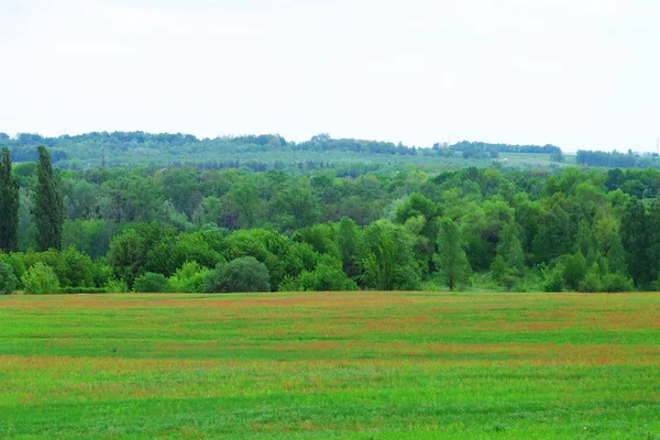 Grüne Wiese, Bäume und blauer Himmel — Stockfoto