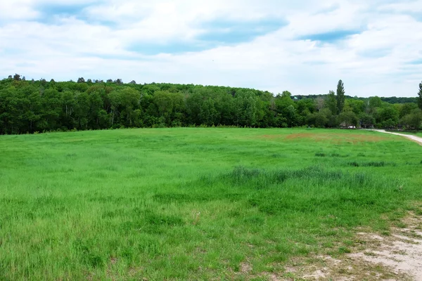 Campo verde, árboles y cielo azul — Foto de Stock